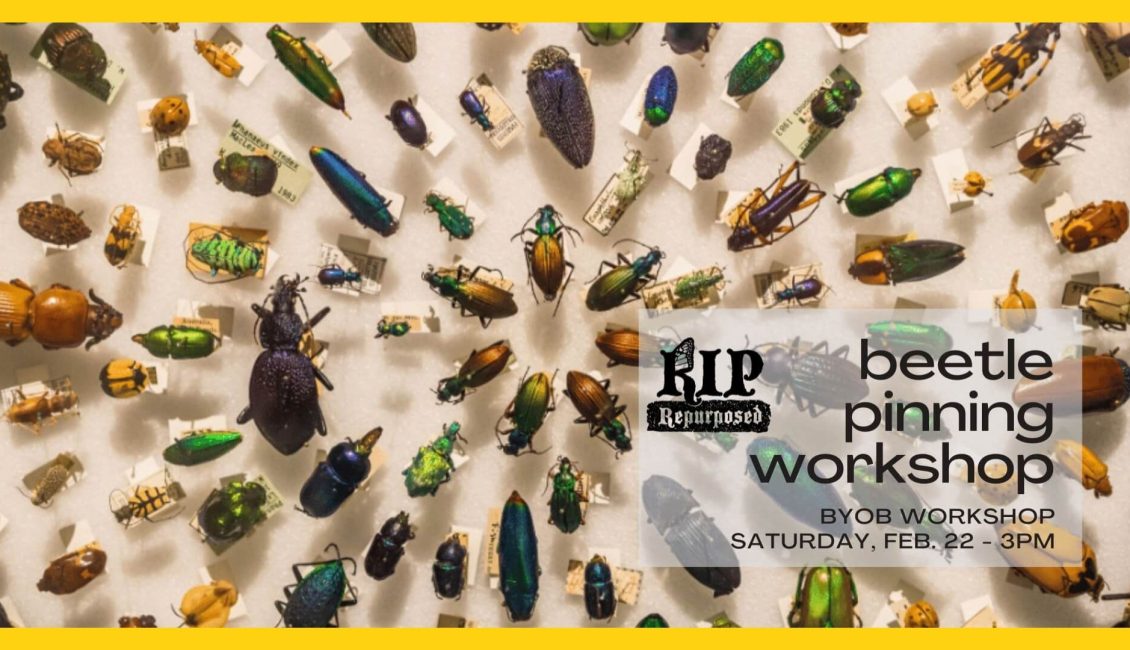 Beetle Pinning Workshop