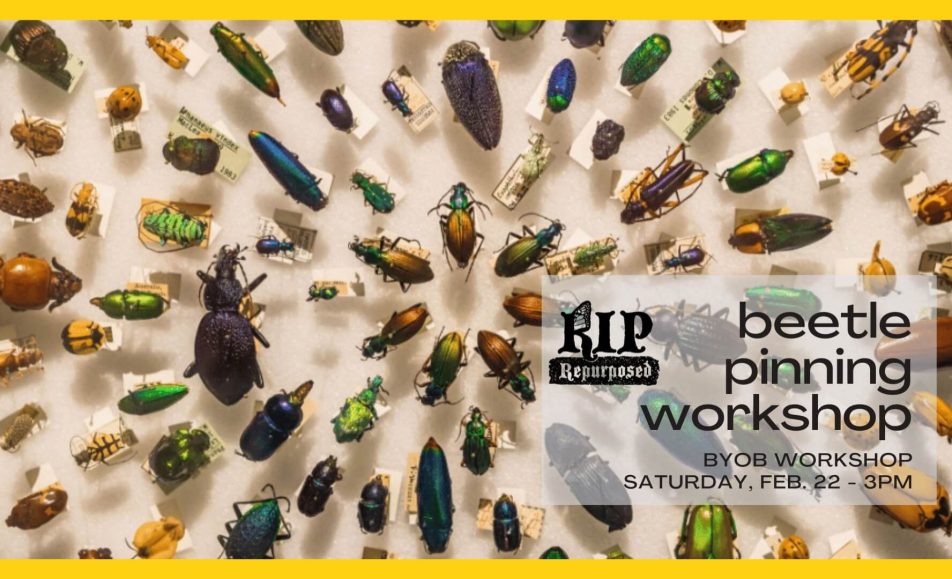 Beetle Pinning Workshop