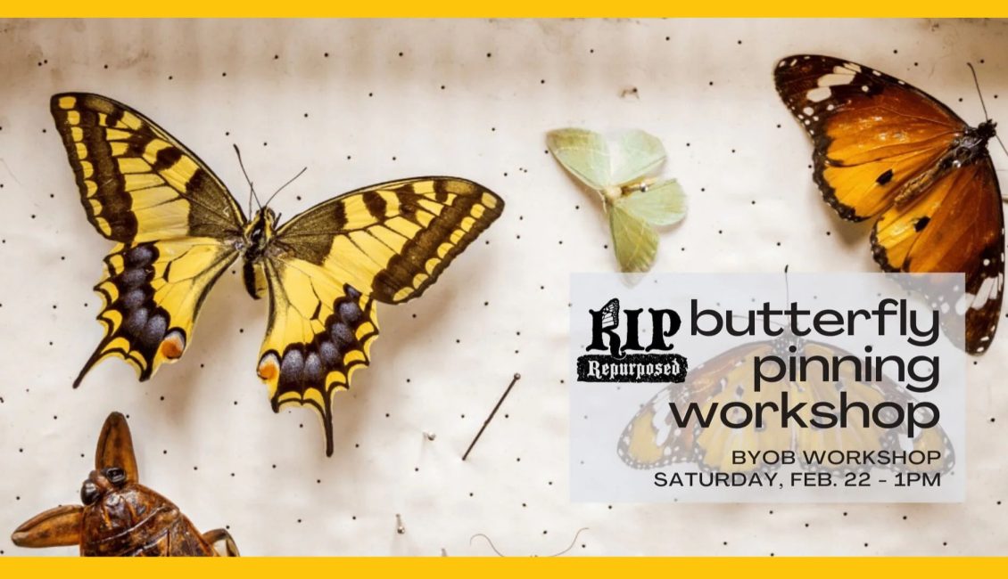 Butterfly Pinning Workshop