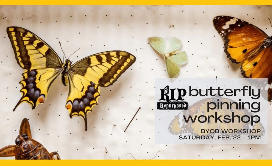 Butterfly Pinning Workshop